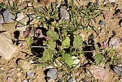 Entire plant