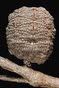 Cone detail