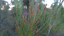 Male spikes