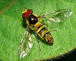 Allograpta