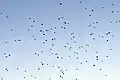 Flock of Altai accentor in flight. From Pangot, Uttarakhand, India