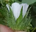Flower, side view, calyx nearly as long as flower, having many-broad-part epicalyx at base, hairs mostly coarse and simple with bulbous bases
