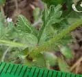Leaf, and stipule at leaf-stalk base