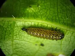 Altica, larva