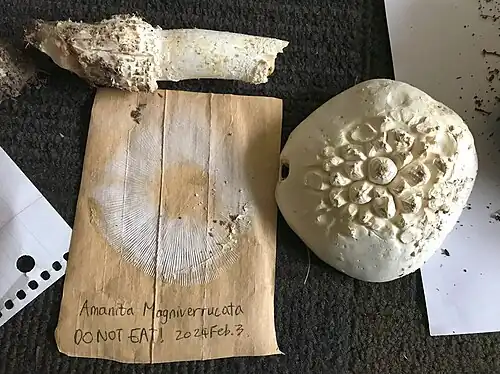 Spore print