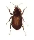 A. communis
