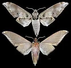 Ambulyx canescens
