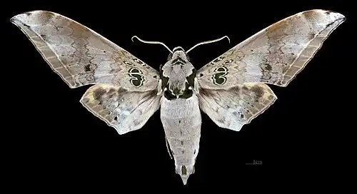 Male, dorsal view