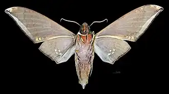 Male, ventral view
