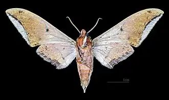 Male ventral view