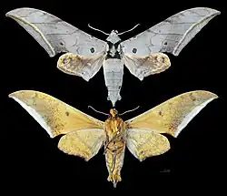 Ambulyx montana