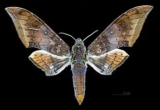 Male, dorsal view