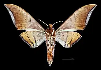 Male, ventral view
