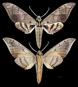Ambulyx staudingeri