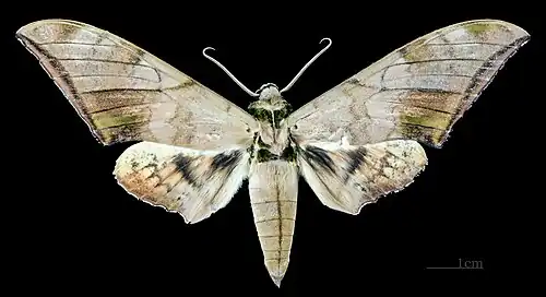 Male, dorsal view