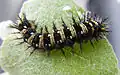 American lady butterfly caterpillar in Wooster, Ohio, United States