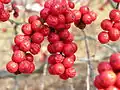 Fruit in winter