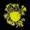 Physarum polycephalum, a true slime mould