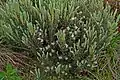A. montanus[image 4]