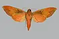 Scarce vine hawkmoth (Ampelophaga khasiana, underside). This species can have a wingspan of more than 10&nbsp;cm.