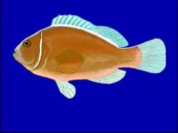 A.&nbsp;perideraion