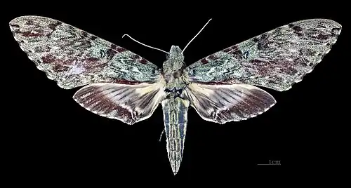 Female