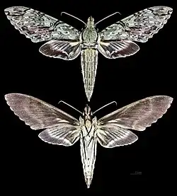 Amphimoea