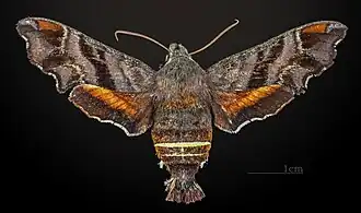 Female