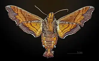 Female underside