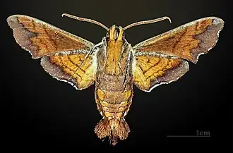 Male underside