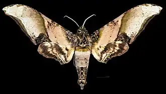 Male dorsal