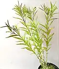 Amsonia tabernaemontana containerised specimen in fruit