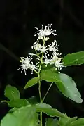 Texas torchwood (Amyris texana) observed in Hidalgo County, Texas. Photo by Douglas Goldman.