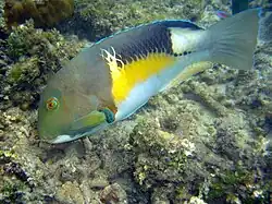 At Sipadan, Malaysia