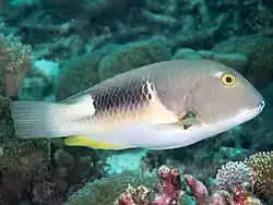 At Raja Ampat, Indonesia