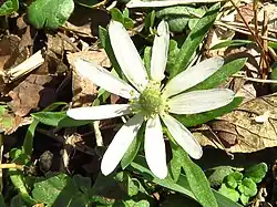 Growing in a lawn in Dallas County, Texas