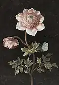 Anemones and a Large Blue Butterfly (Phengaris arion)
