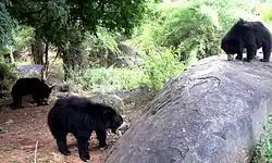 Bears