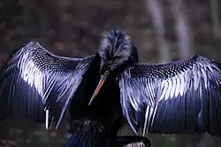 Male drying its feathers and warming its body, Florida, US