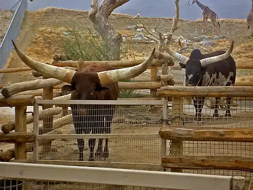 Bulls at the Living Desert Zoo and Gardens in California