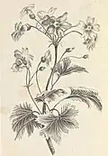 Anna Amalia Bergendahl: Botanical illustration, Album, 1863. Lithograph.