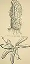Plate from Smithsonian Institution report, 1896