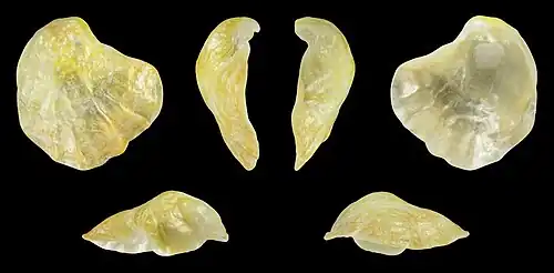 Yellow form