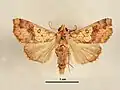 Female dorsal view