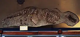 photo of Anoplotherium commune skeleton
