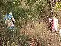 Another photo of Farm harvestors gathering the ripened cashew fruits and nuts that have fallen from the tree