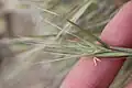 Flowering Anthosachne solandri spikelet