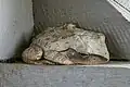 Resting