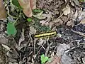 Apheloria polychroma, Tennessee