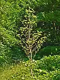 Plant of Peucedanum verticillare